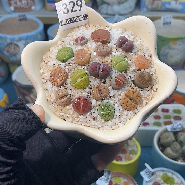 大舅生石花肉锥多肉329