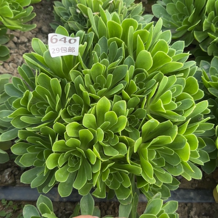 魅灵玫瑰……多肉植物……
