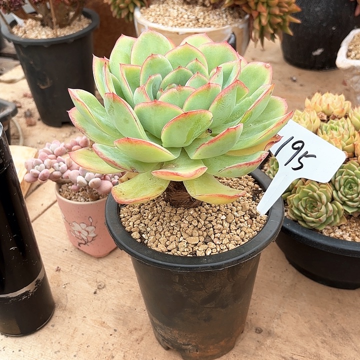 多肉植物，晨露195号