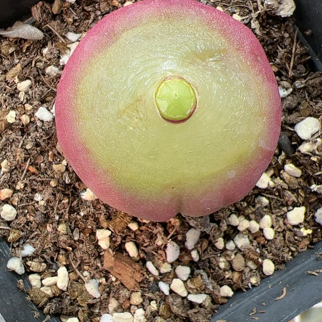 【闪购商品】55 福利灯泡 原价100