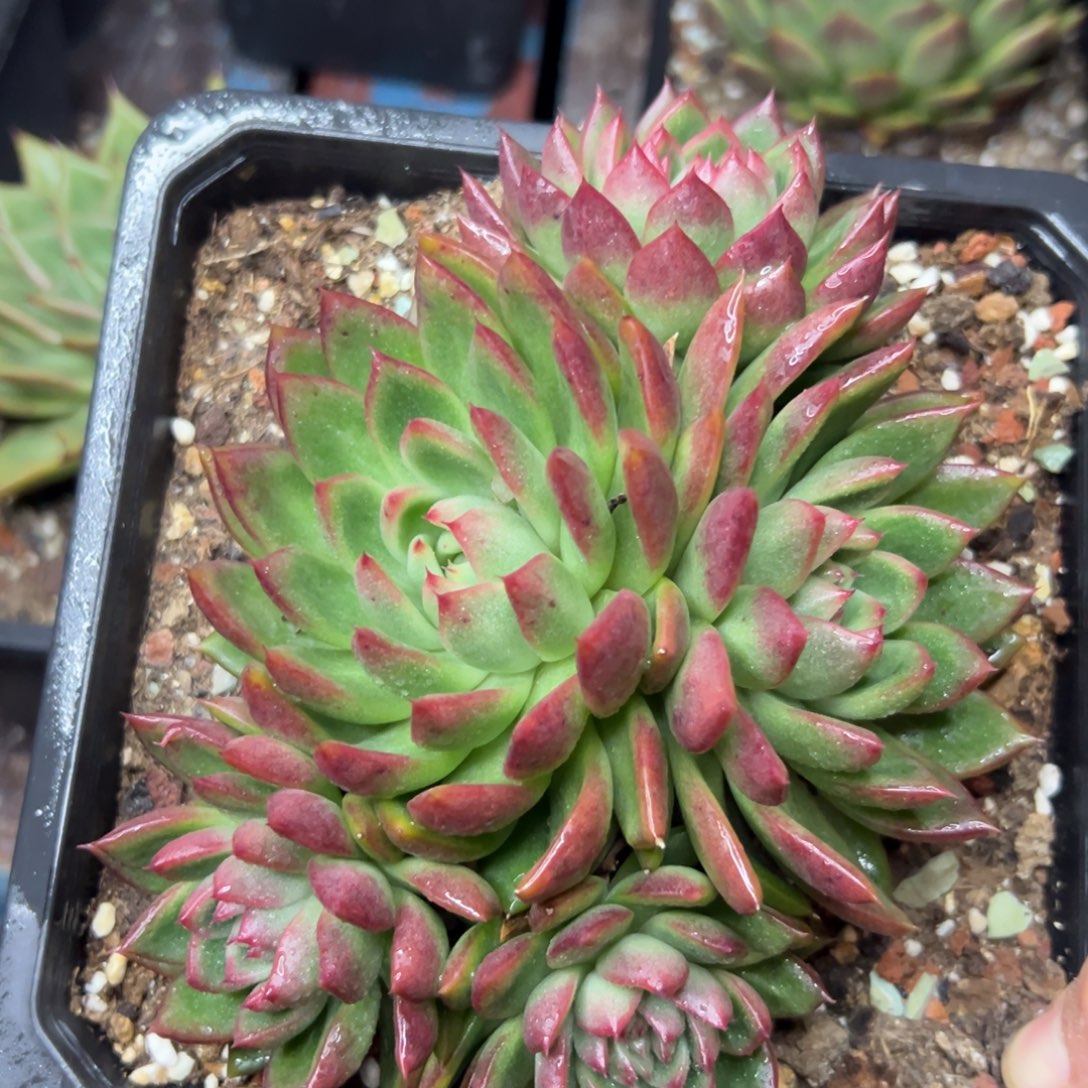 多肉植物一物一拍（02号）