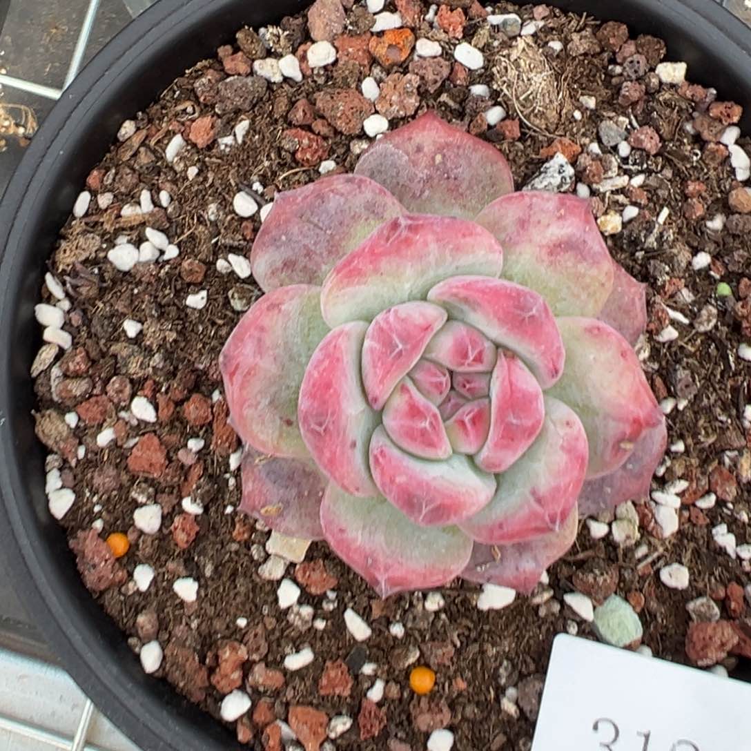 小***头3124肉肉肉肉肉肉