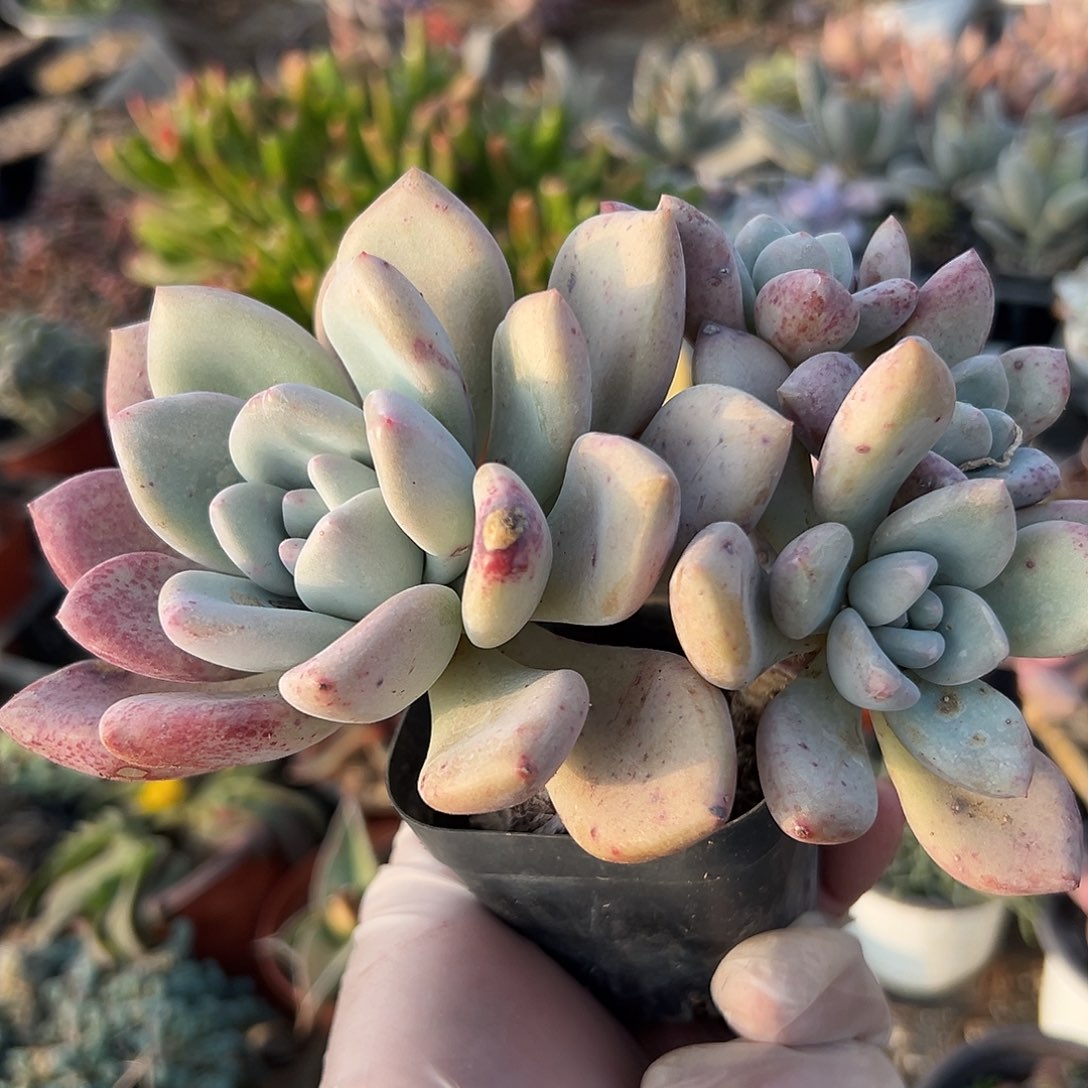 多肉植物多肉植物