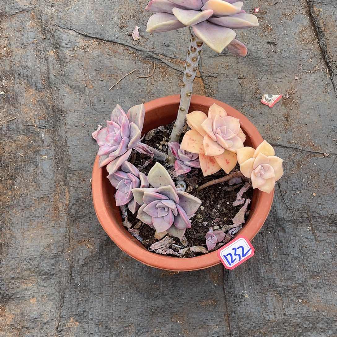 紫乐锦1232 晓晓一物一拍