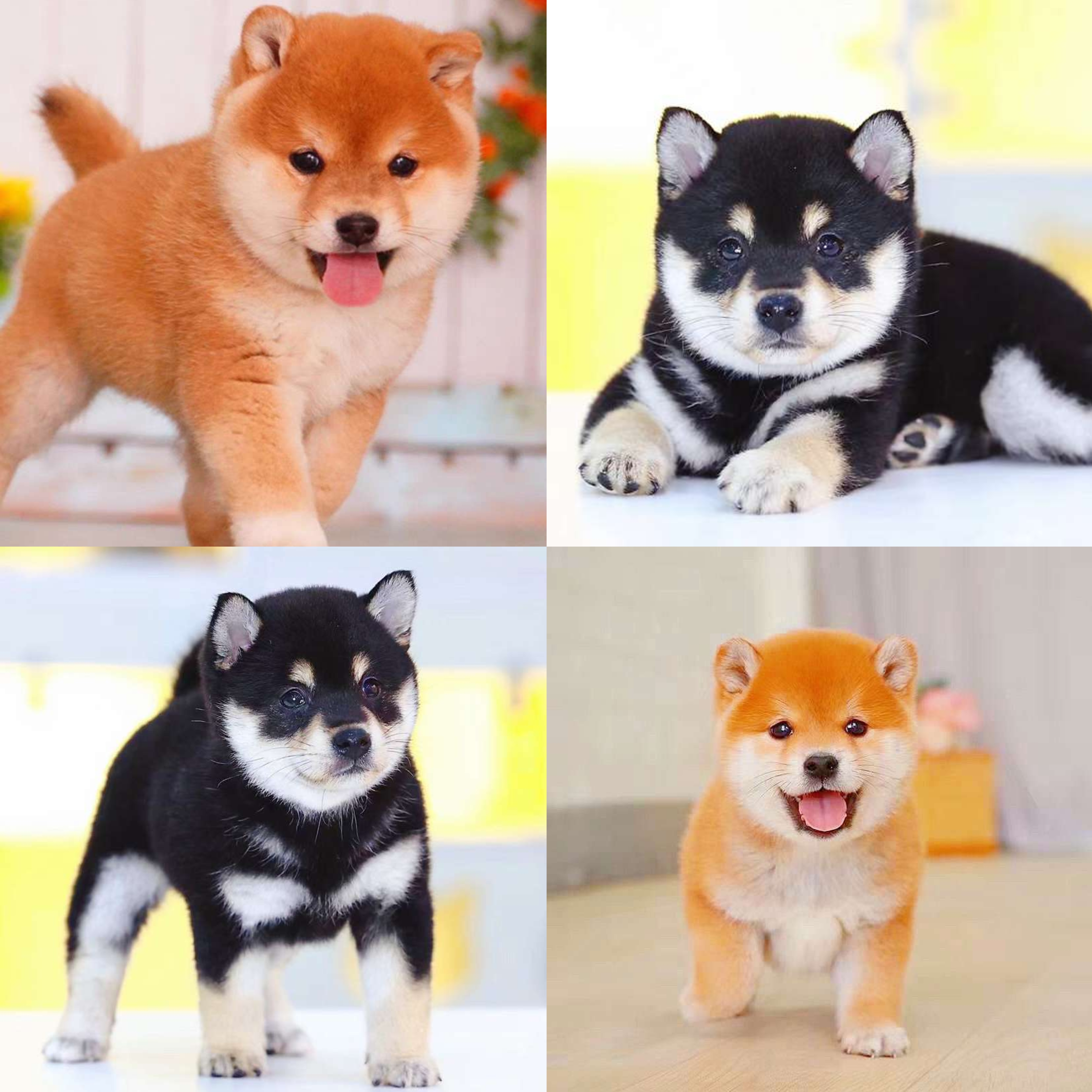 【酷狗萌宠】柴犬专卖活体链接