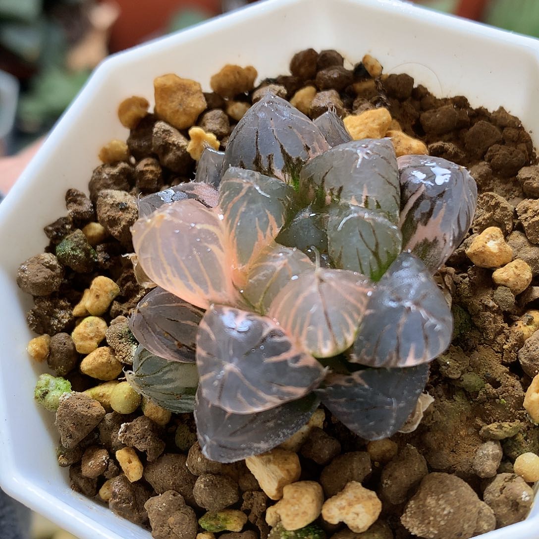 龙爪玉露锦大，pentu