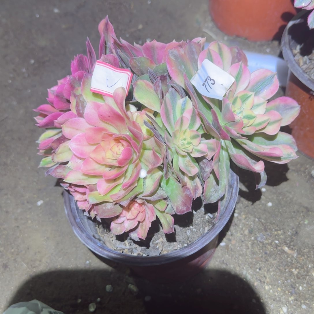 红秀法师多肉773