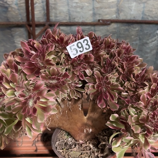 兔***子多肉植物一个女神593