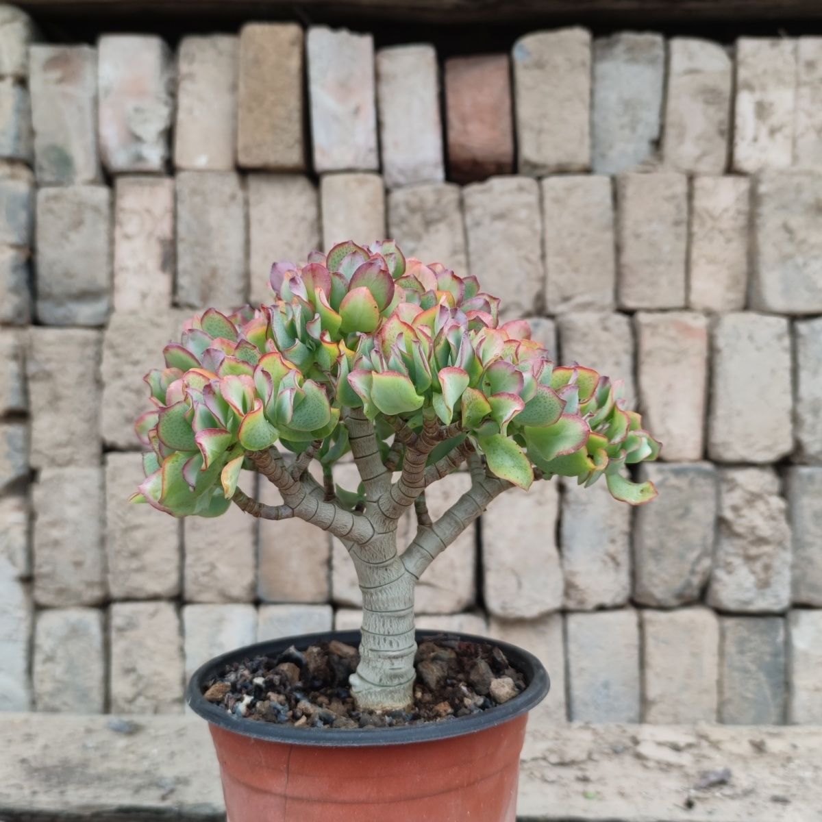 海带花月玉树科多肉植物 海带花月老桩 知更鸟木质化老桩
