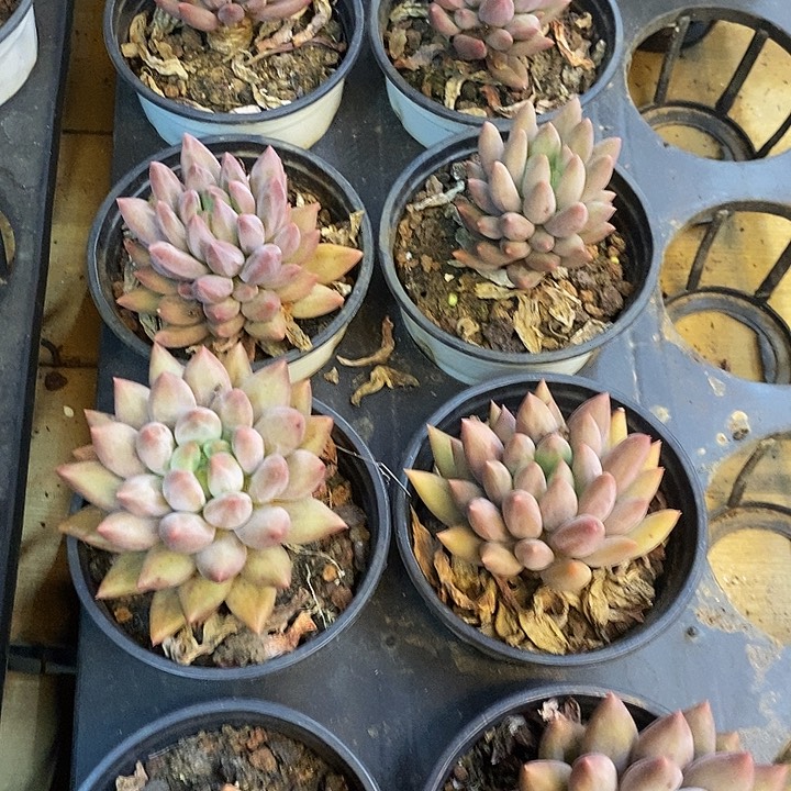 老桩红蜻蜓福利多多