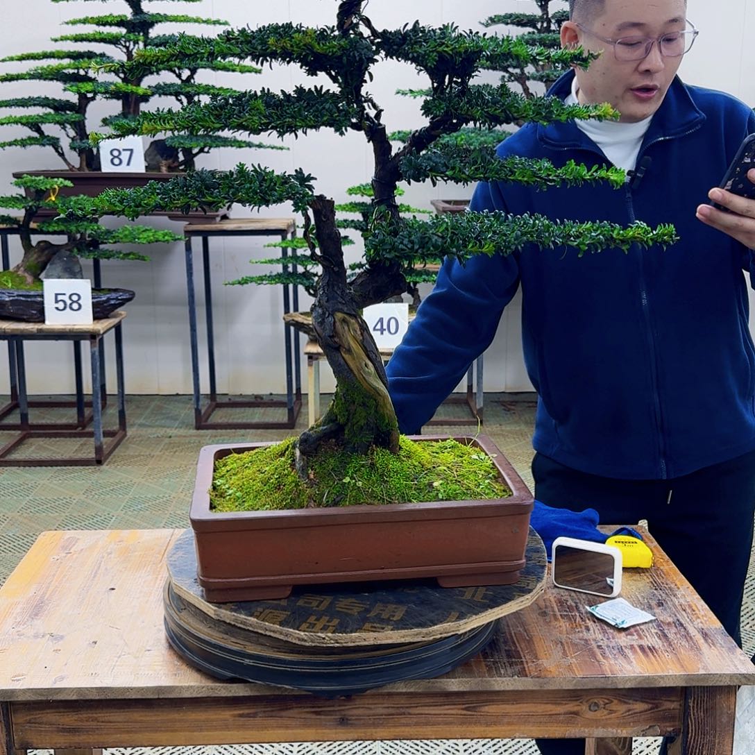无花朵珍珠红芽罗汉松造型盆景