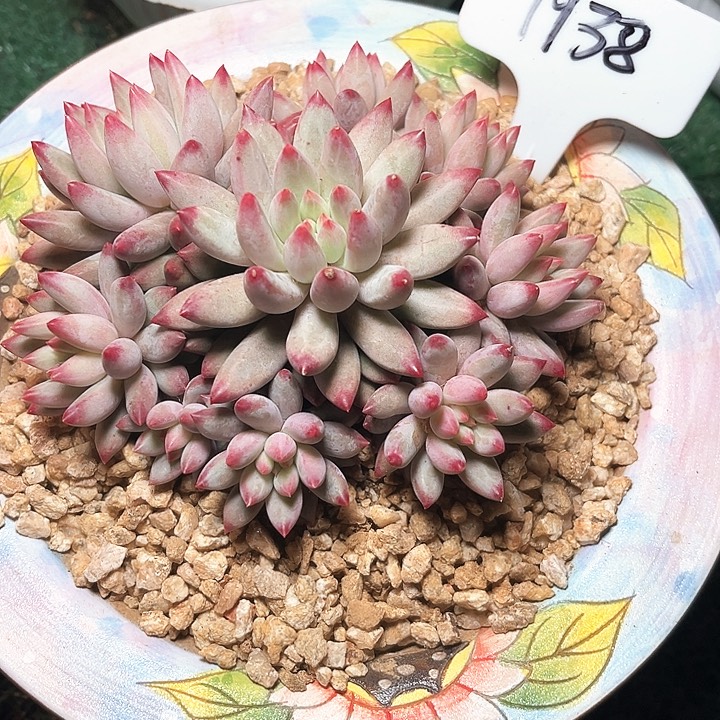 a***e虞美人手棒花1938号楼下了班
