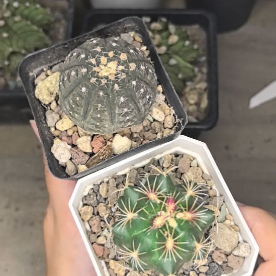 【组合】拉根直径4+大统领直径4