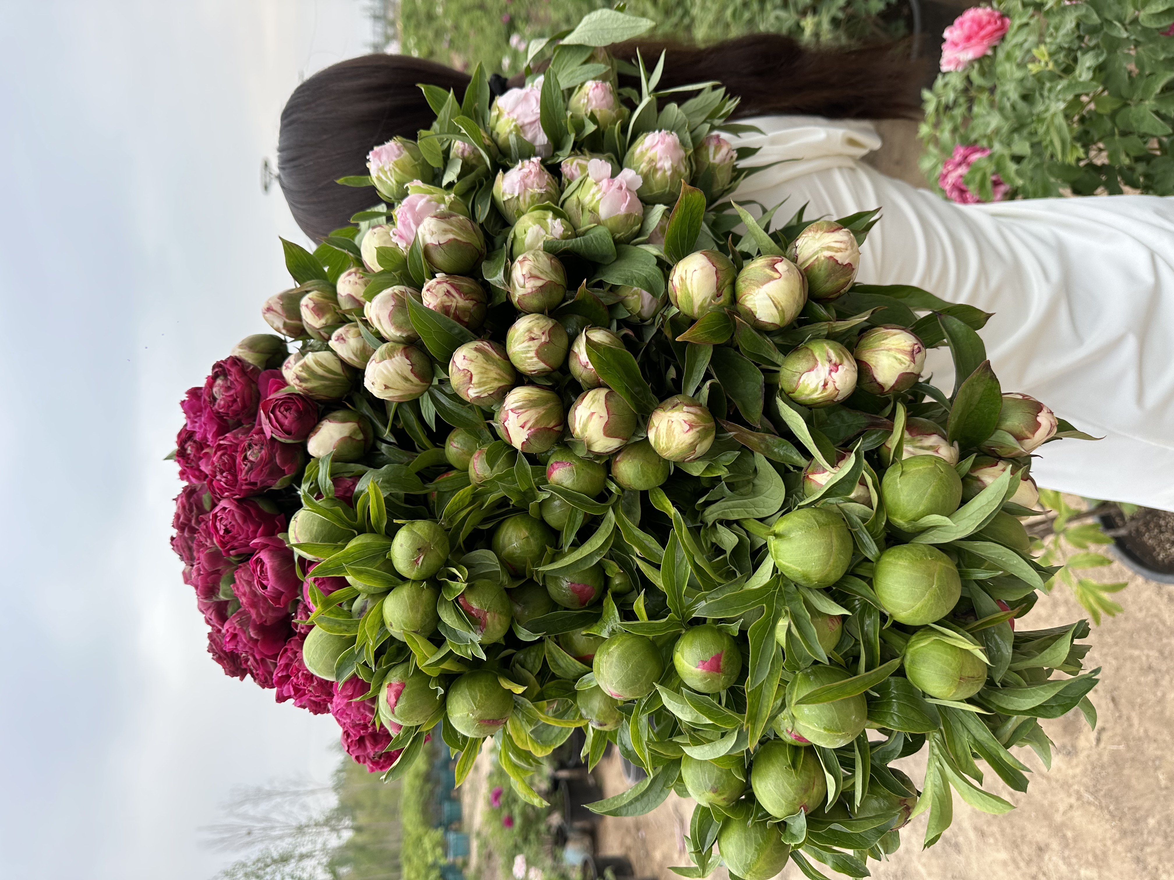 【过节爆款芍药 100单停】夏日调色盘组合大礼装  芍药鲜花两色搭配