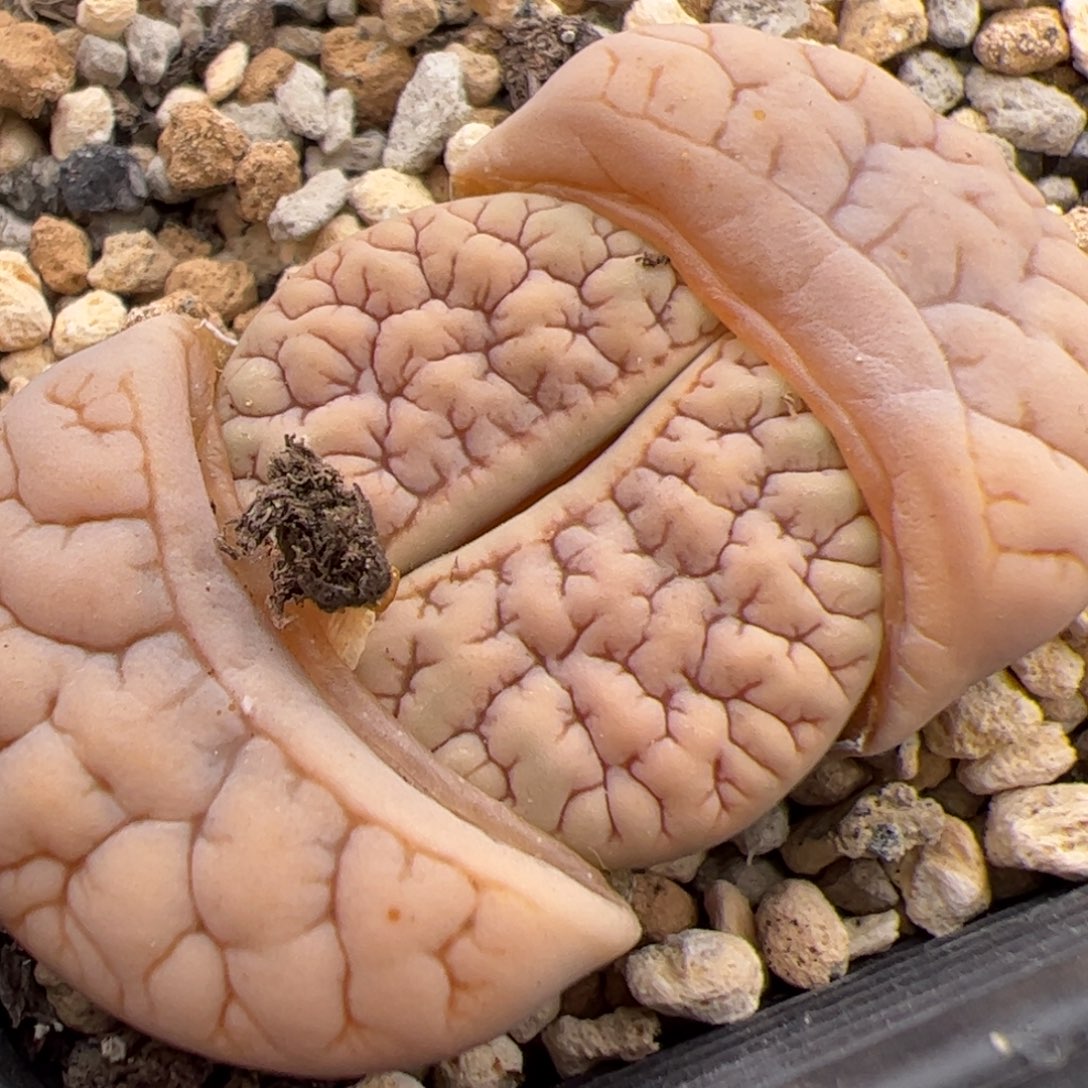 0375号189 多肉植物