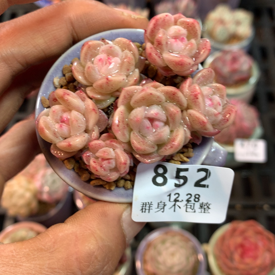 精控拇指盆12.49852