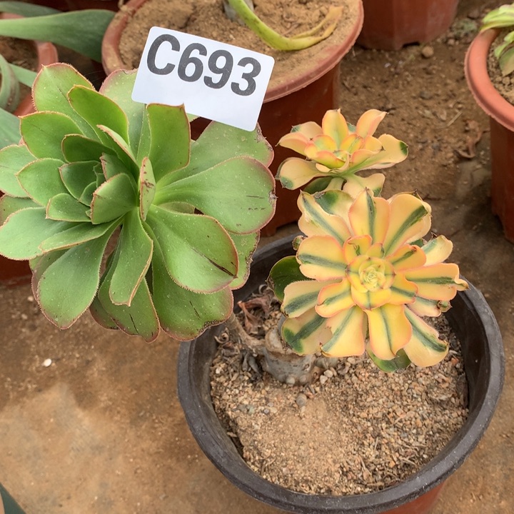 王妃老桩嫁接693