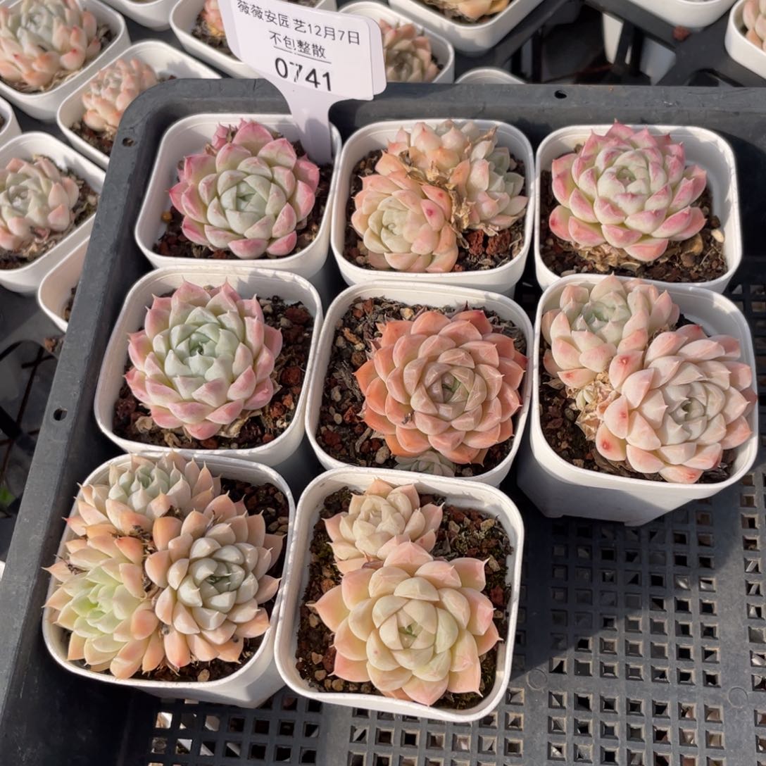 不包整散 盆子不售后0741