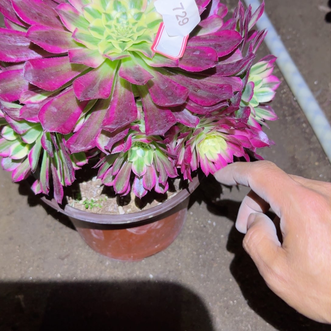 天合法师多肉729