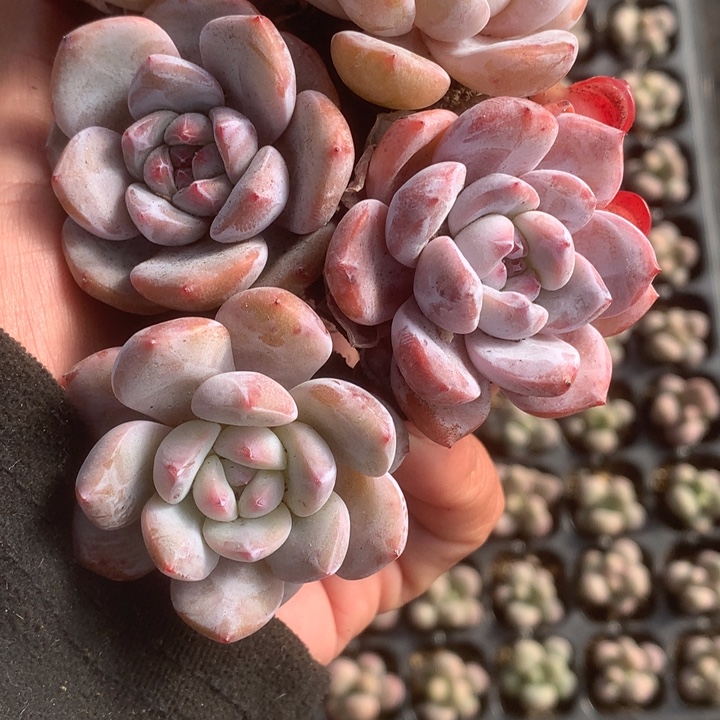 星影子12颗 包邮。多肉。