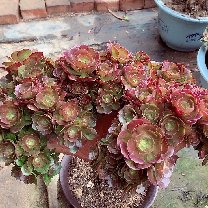 万圣节缀化小朵朵多肉植物啊啊