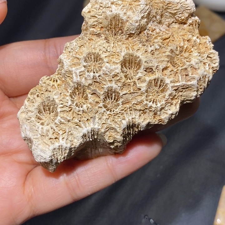 【闪购商品】未镶嵌珊瑚玉硅化玉