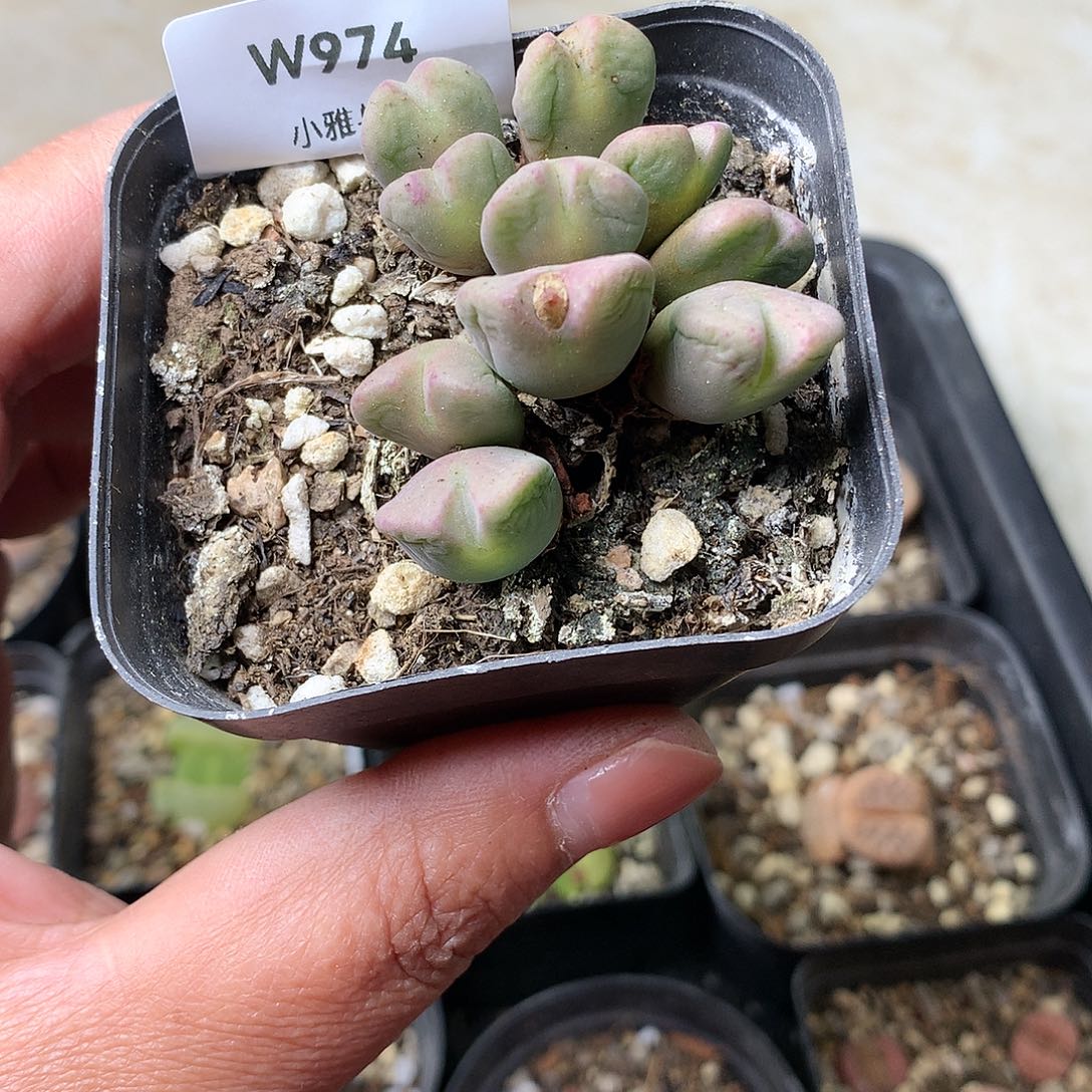 W974多肉植物保护研究所