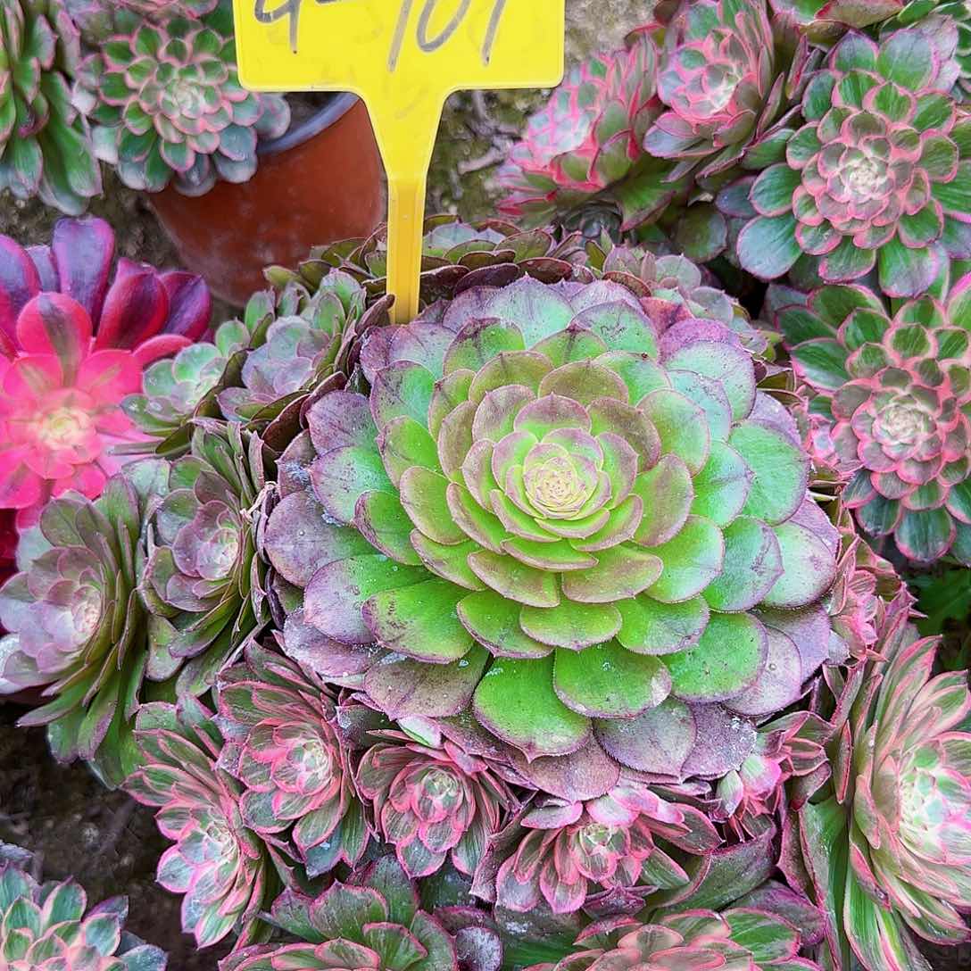 4-769---多头多肉植物