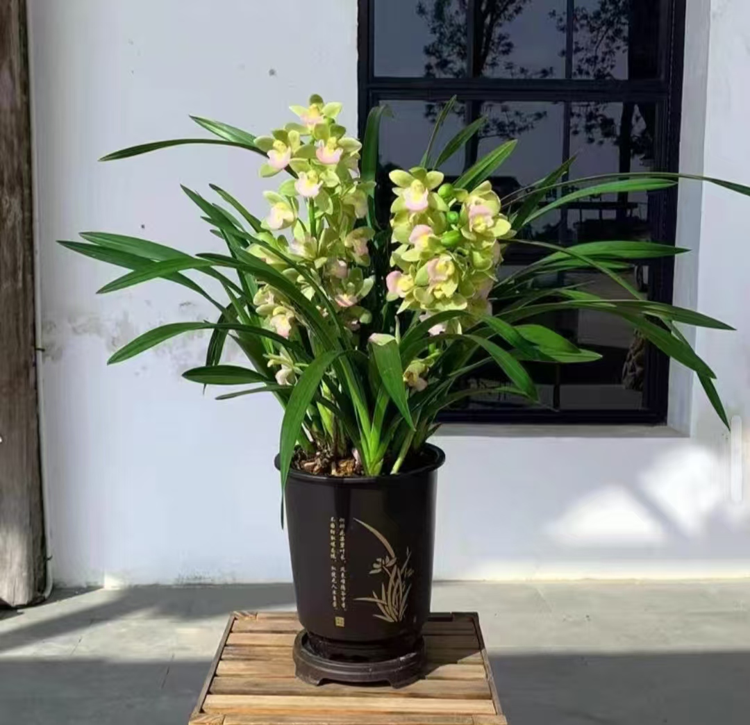 【香兰728】AAA级大花蕙兰盆栽好养好开带花带花苞云南基地直发