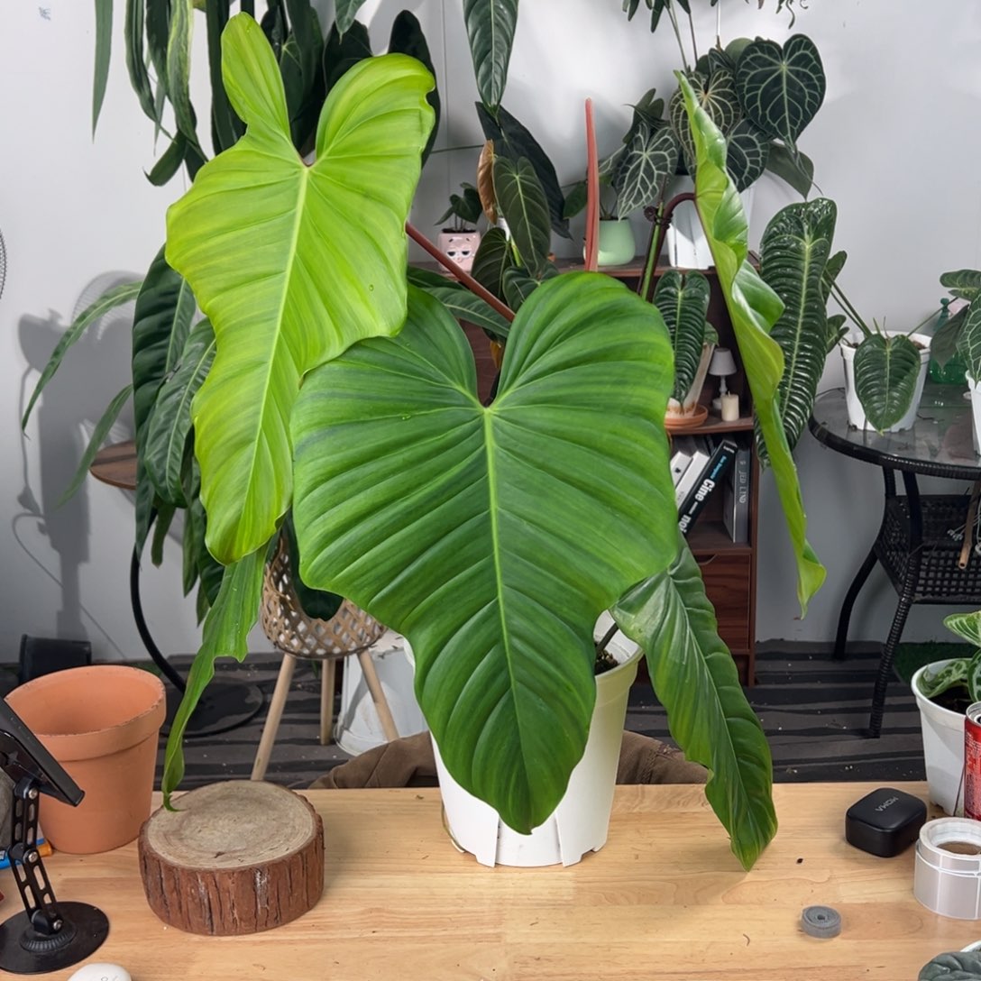 完全开放蝴蝶蔓绿绒