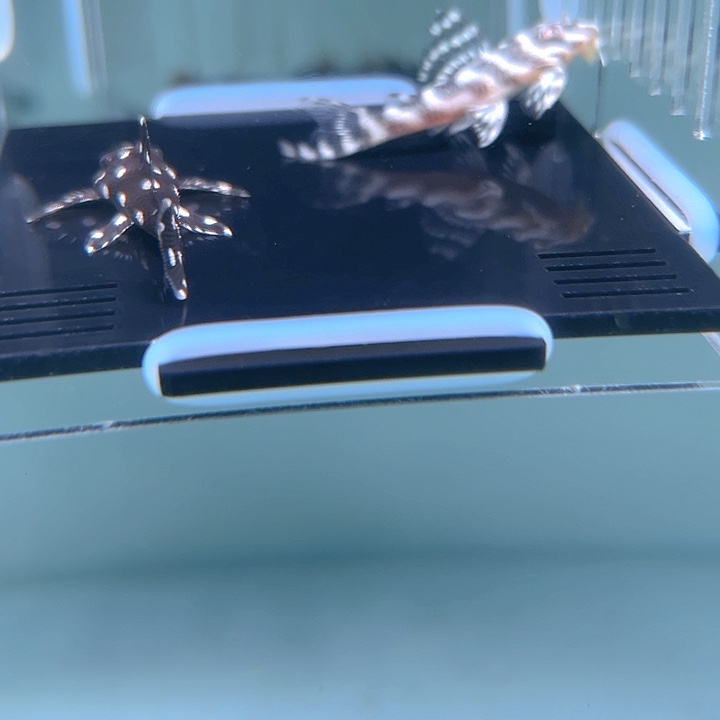 清道夫鱼8-009黑白双星 白皇室333各一条尺寸4