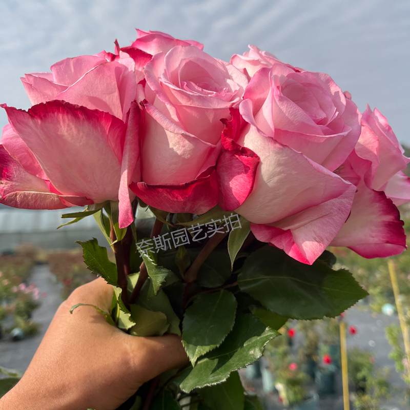 奈斯园艺 瓦尼亚 厄瓜多尔新品粉色切花玫瑰盆栽月季花苗阳台花卉