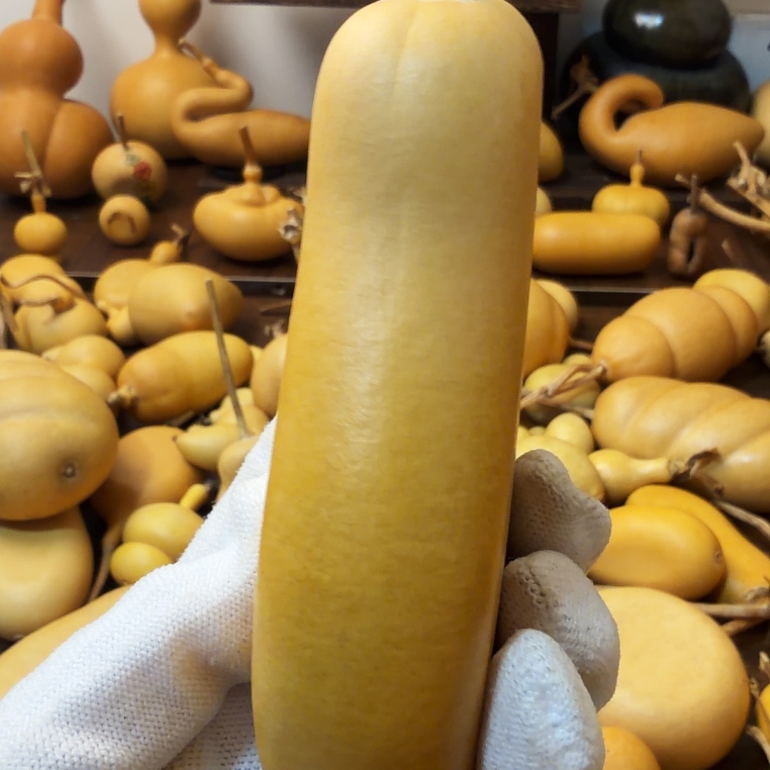 猫***者纯天然的真葫芦20