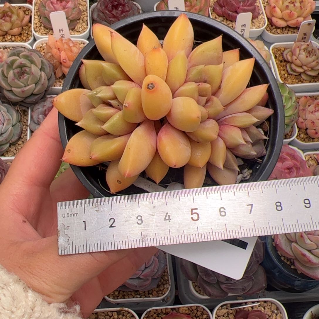 玛***治682 多肉植物组合盆栽