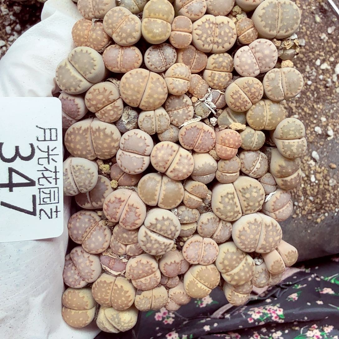 我不晓得要讲些347