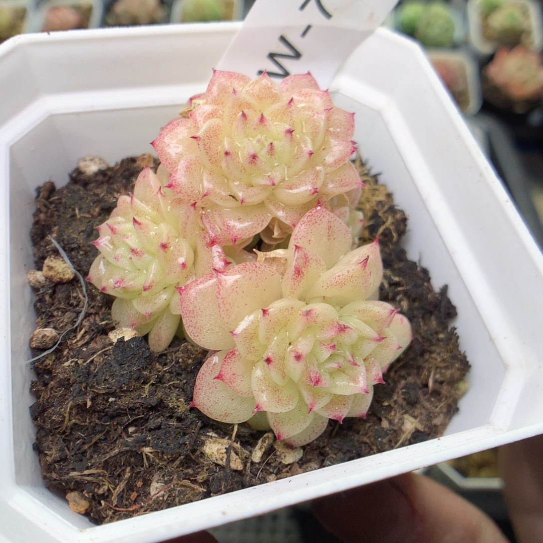 W7y y y y y y y y