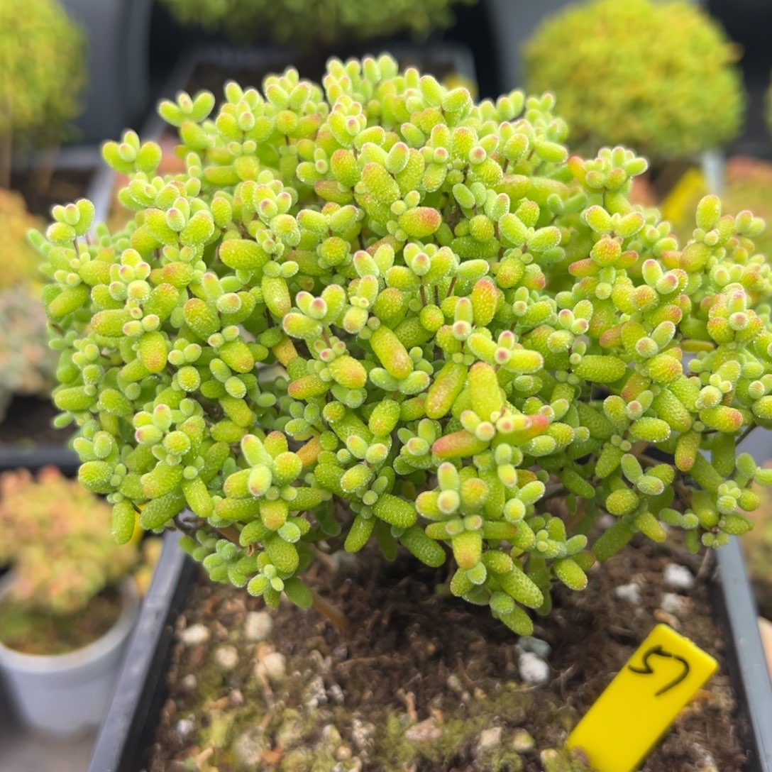 *****金桔糖球57号11.5cm盆