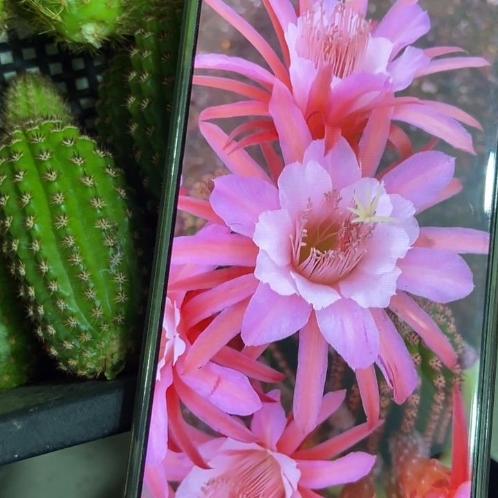 仙人球金一侧芽一个