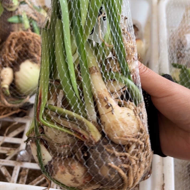 期***待重瓣混球小侧一堆