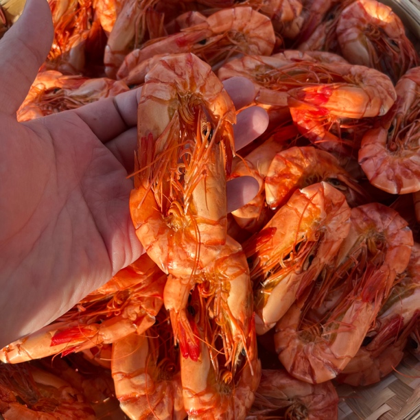 [海鲜书记]大号九节虾干 天然海虾干 淡口不咸煮粥好吃又营养