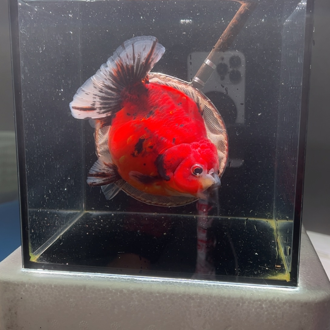 金鱼059。  99999999999