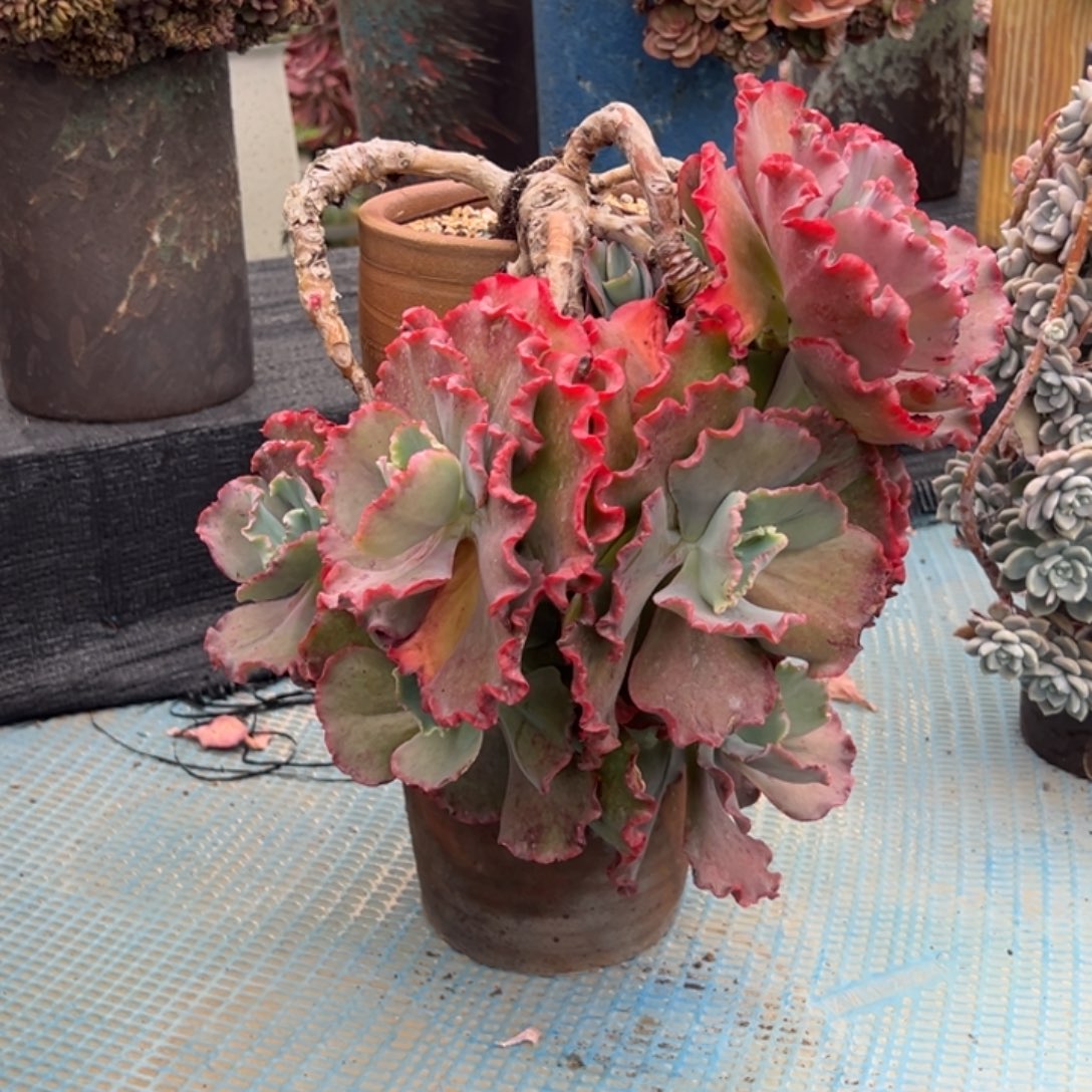 烈焰红唇脱土发快递。