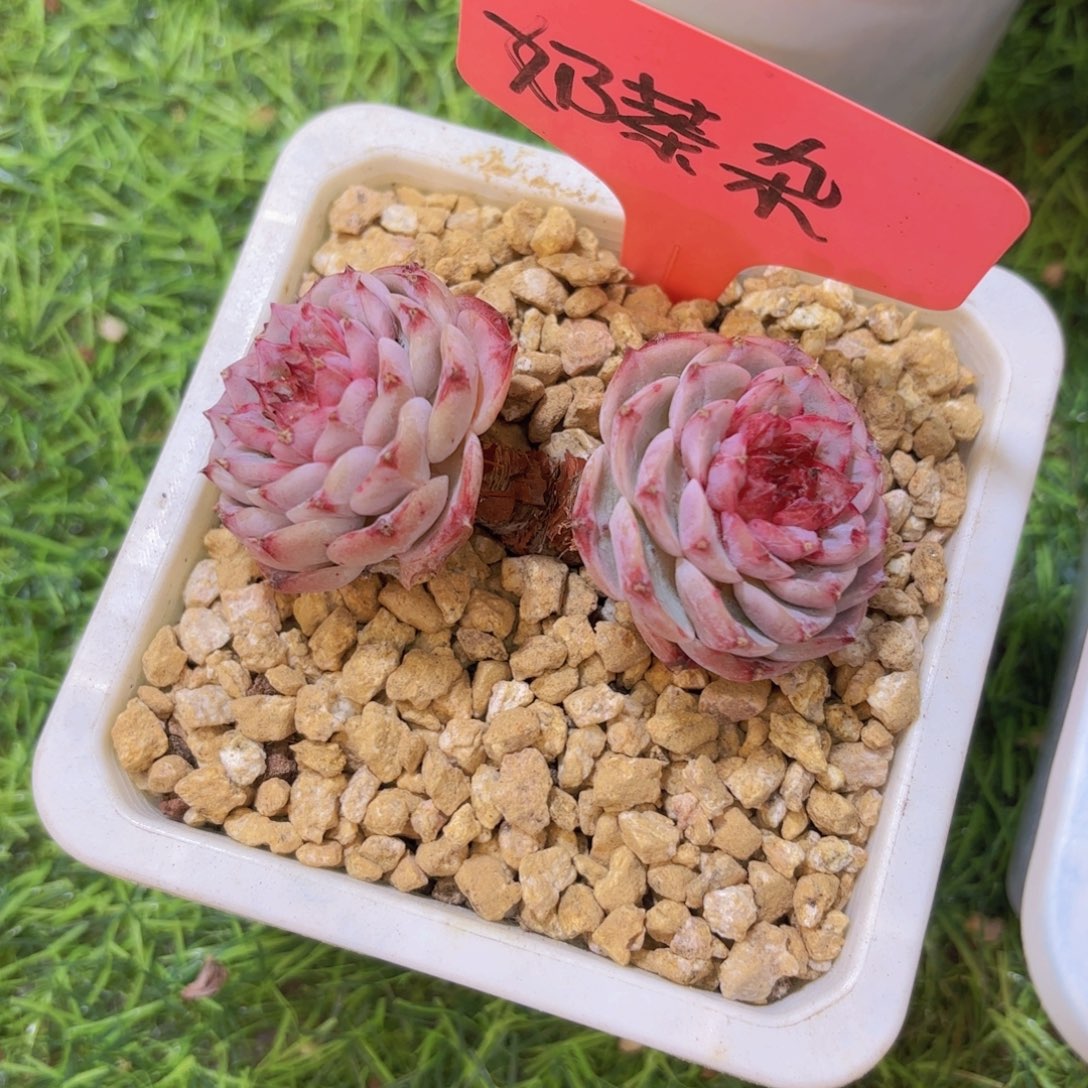 小***堡云南金致家精品多肉