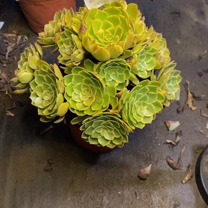 粉花妖多肉断头不包2152
