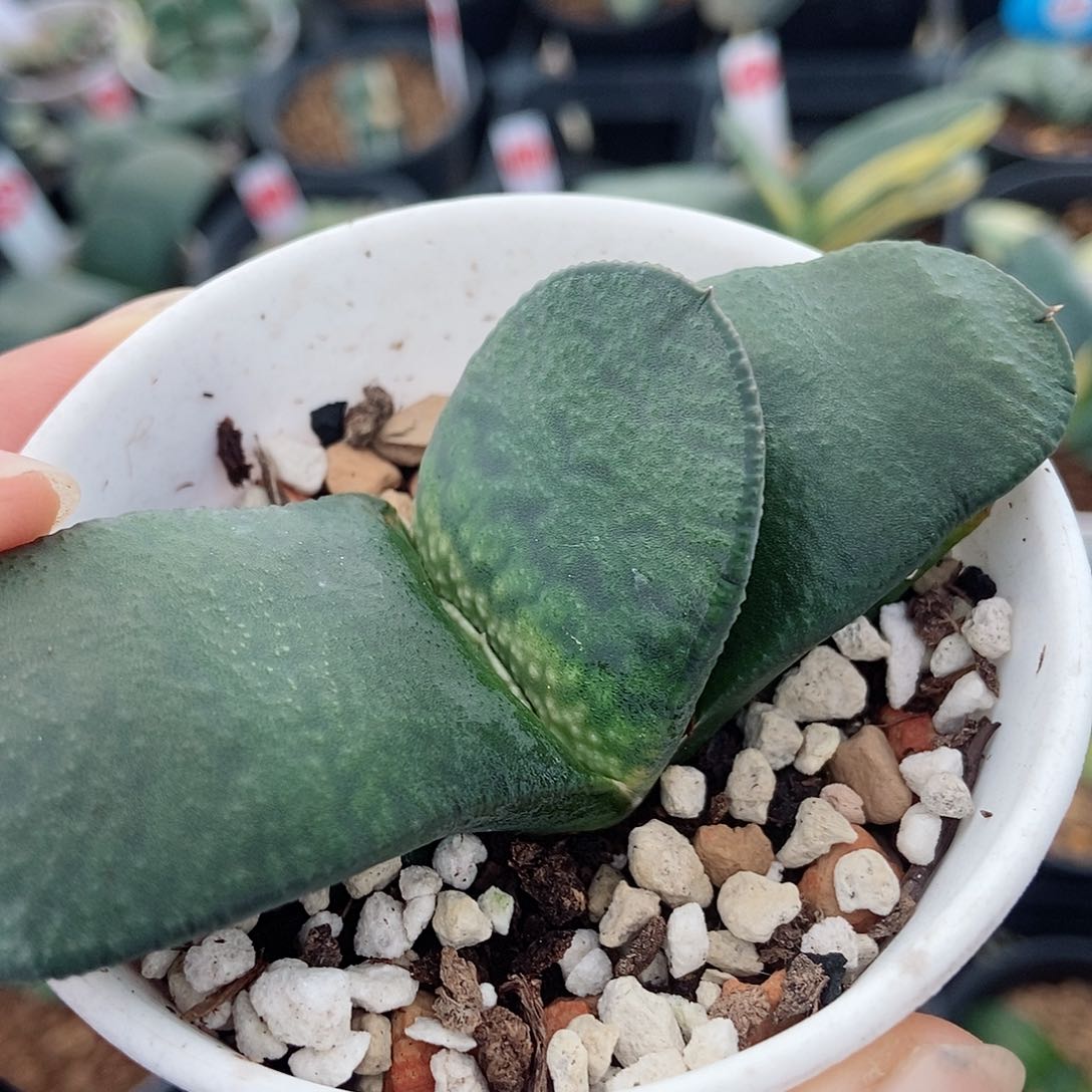 220卧牛实生带盆发货