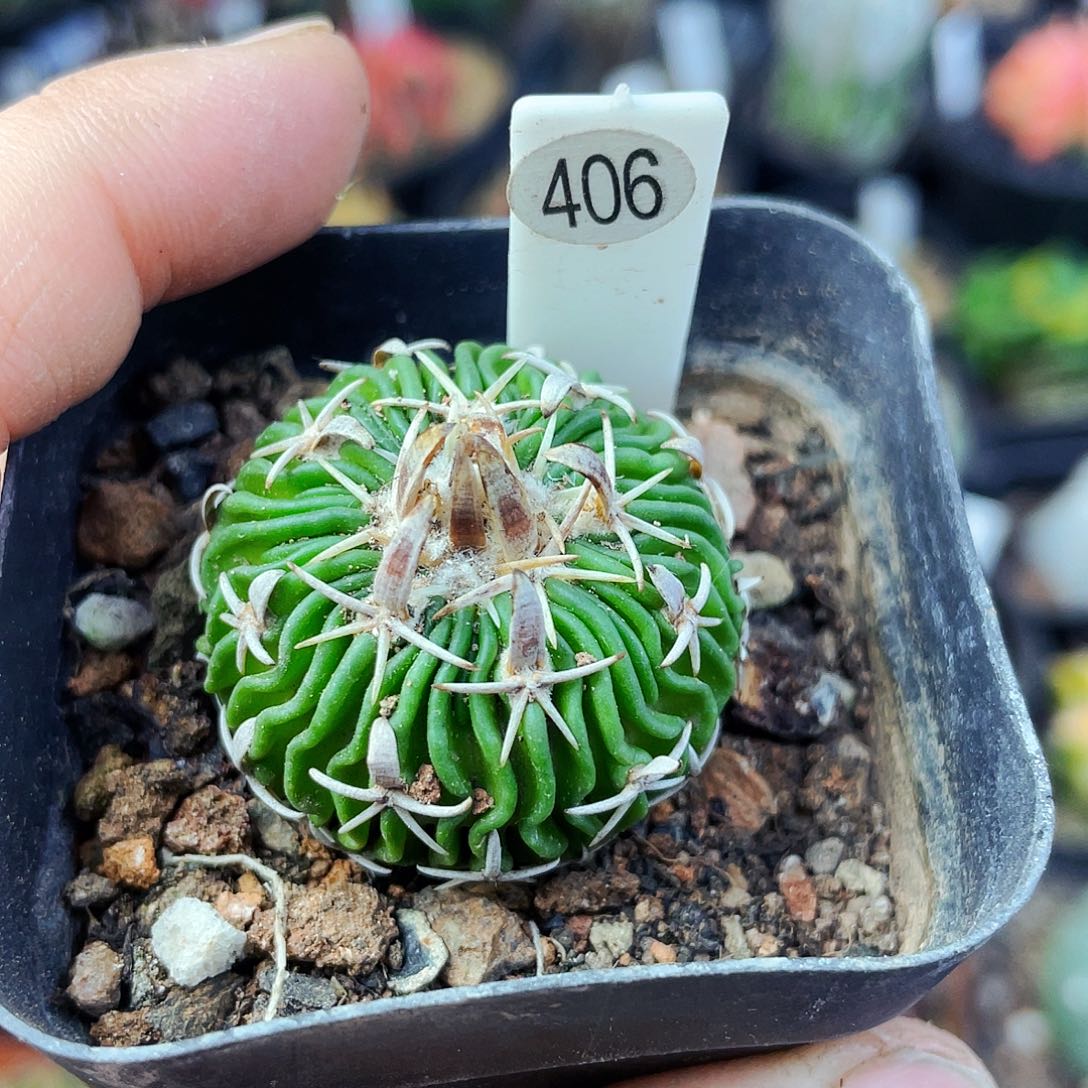 非偏远地区满25包邮仙人球