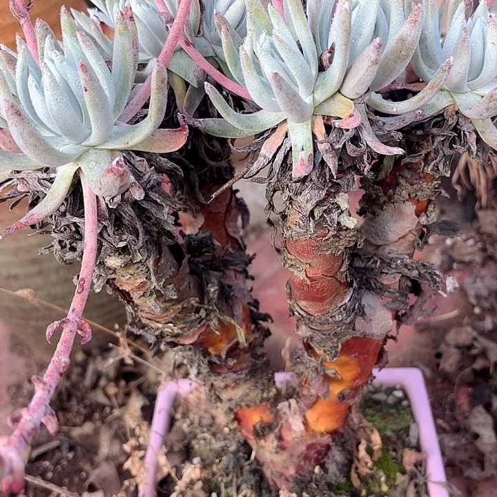 仙女杯多肉植物盆栽