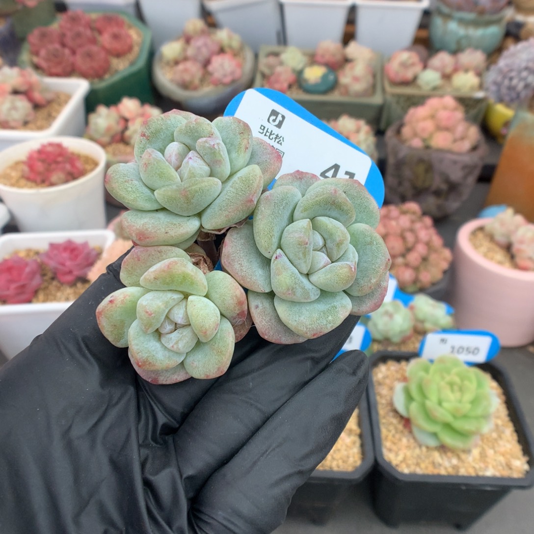 41 冰玉石化下播福利