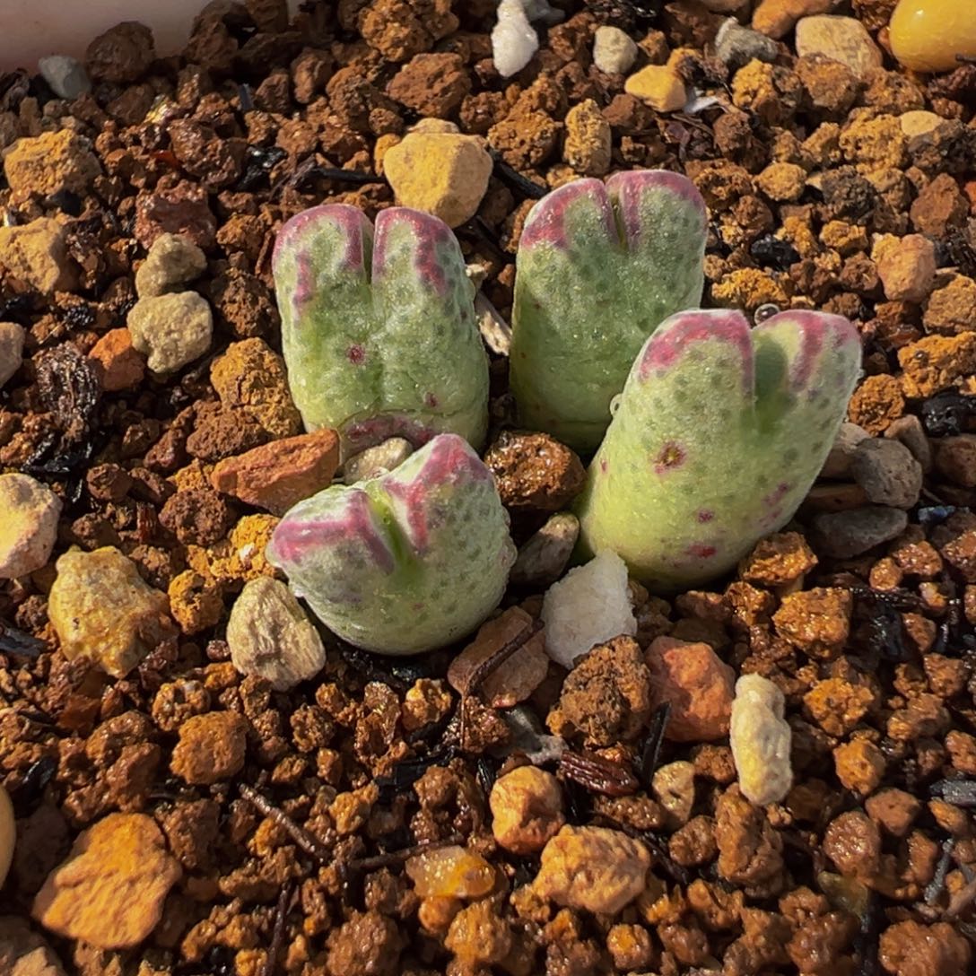 斑马多肉植物盆栽植物