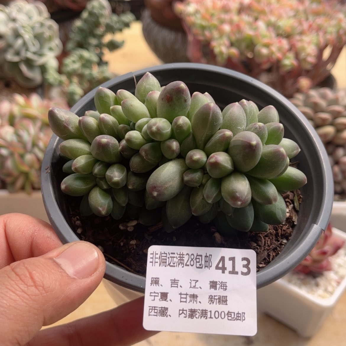 【闪购商品】413千代田缀